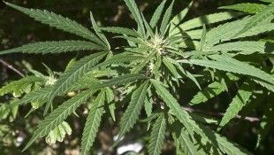 A-cannabis-plant