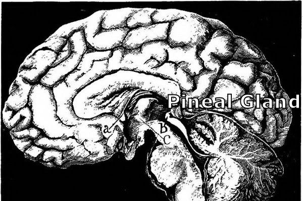 pineal_gland_brain