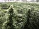 Chile plants cannabis for medicinal use