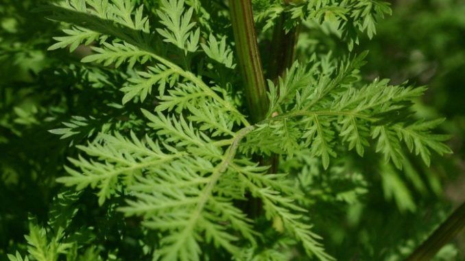 “Sweet wormwood” or “Artemisia Annua” derivative, was used in Chinese medicine and it can kill 98% of lung cancer cells in less than 16 hours.