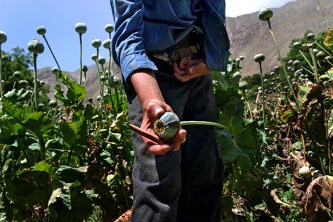 Afghanistan sees rise in poppy cultivation