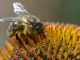 MPs raise concern over tests on pesticides linked to bee deaths