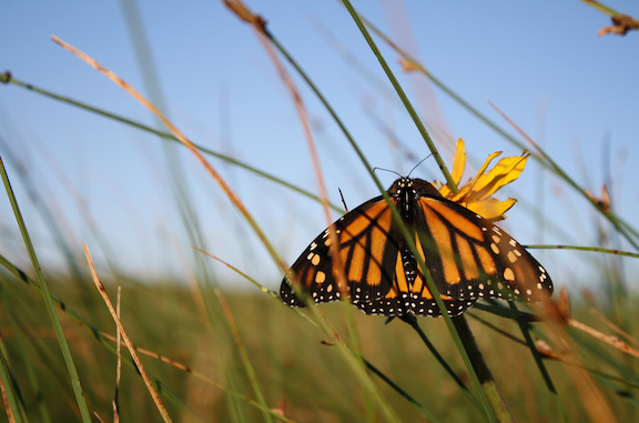 Monarch butterfly may be listed as endangered species