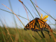 Monarch butterfly may be listed as endangered species