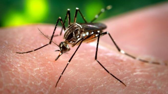 Unapproved GM Mosquitoes Being Shipped to US for Release NOW