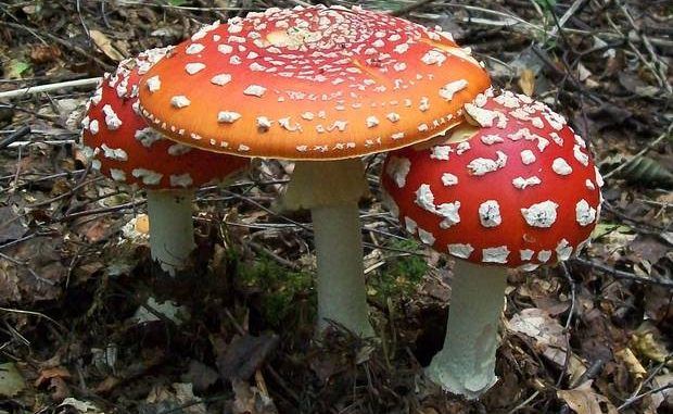 Magic mushrooms discovered in Buckingham Palace gardens