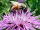 Ontario Admits Pesticides Are Killing Bees - Here’s What They’re Doing About It