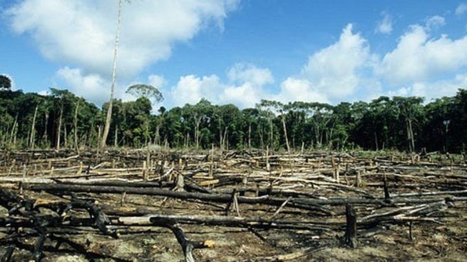 The division of earth's habitats into smaller and more isolated patches has left the planet with no real wild forests.