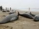 Mysterious Mass Dolphin Beaching In Japan - 150 Feared Dead