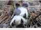 humanoid mushrooms