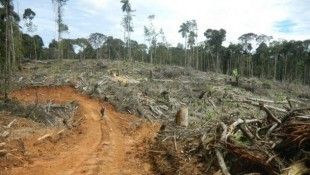 CEO Of London-Listed Company Linked To Illegal Clearing Of Amazon Rainforest