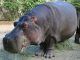 Oldest Living Hippo In North American Zoo Dies