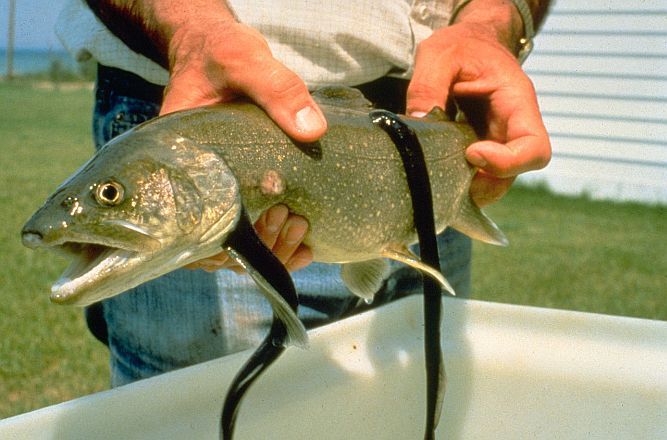 Alaska_Lampreys attached to a trout