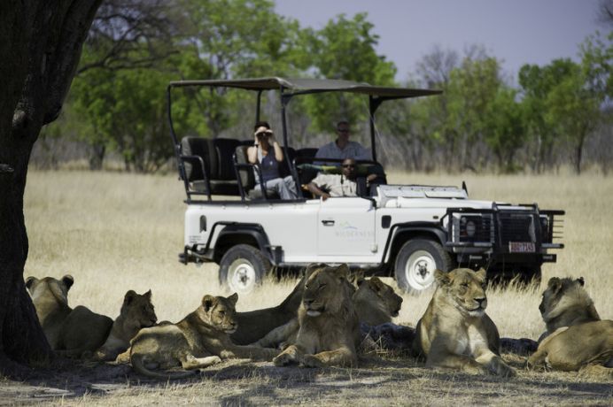 Lion Mauls_Zimbabwe-safari-at-davisons-camp-Dana-Allen