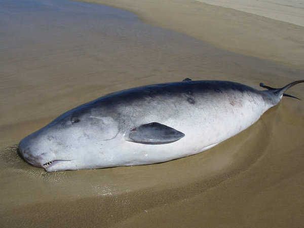 sperm-whale-beached