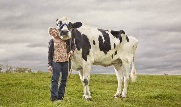 world-s-tallest-cow