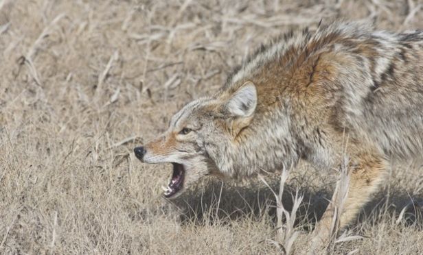 coyote attacks