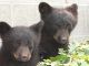 officer who refused to kill bear cubs