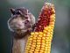 Animals suffer by eating GM food, study finds