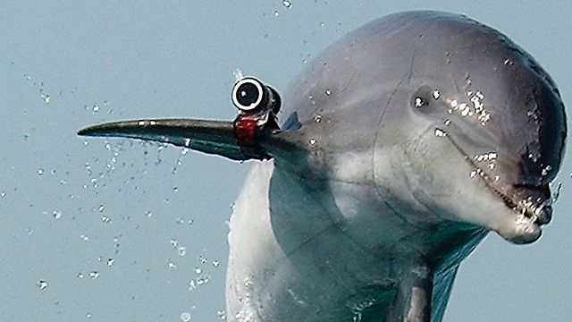 Israeli's spy dolphin captured by Hamas