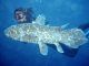 fish - coelacanth