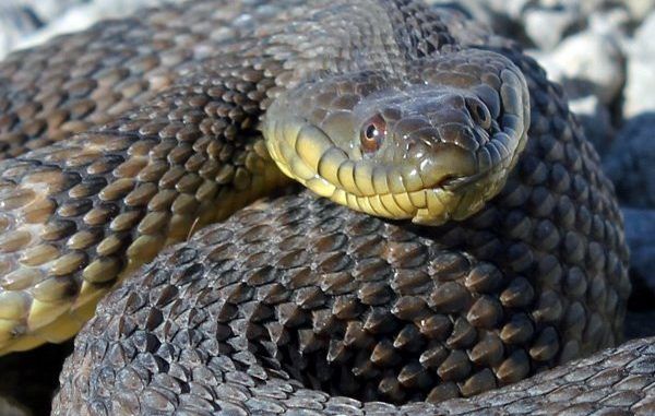 A female snake has given birth without a male companion