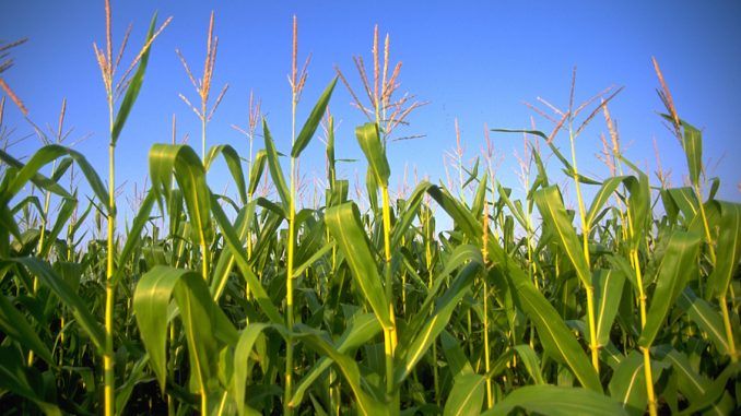 66% of EU states ban GMO crops