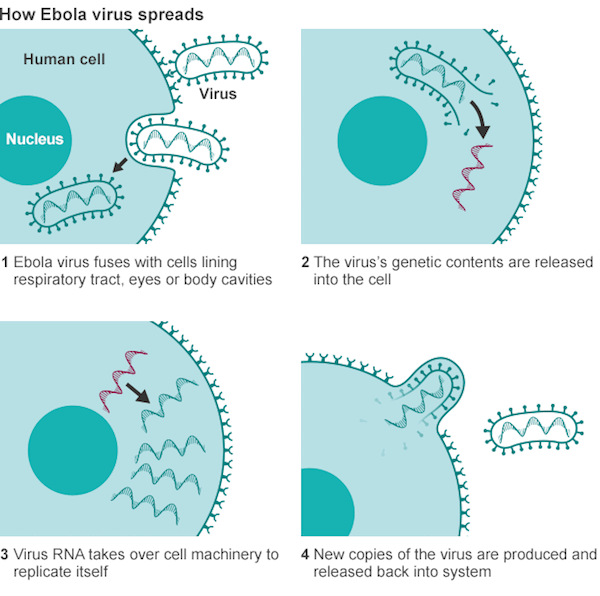 Ebola-virus-how-it-spreads
