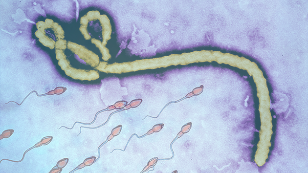 Ebola survives for up to nine months in semen, scientists have said