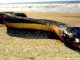 Deadly snakes washing ashore in California