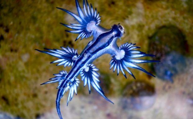blue sea slug