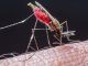 World's first GMO mosquito created