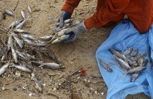 A local fisherman working for a company contracted by Samarco mine operator, clears up dead fish found on the beach of Povoacao Village, near the mouth of Rio Doce (Doce River) 