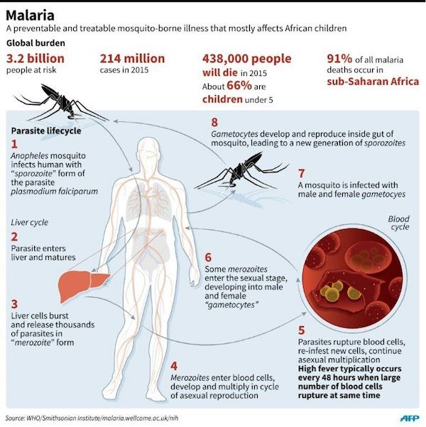 The Genetically Modified Mosquito That Could Fight Malaria