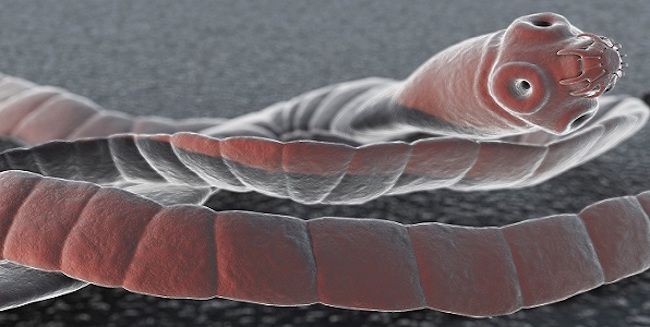 CDC say that tapeworms are capable of transmitting cancer to humans