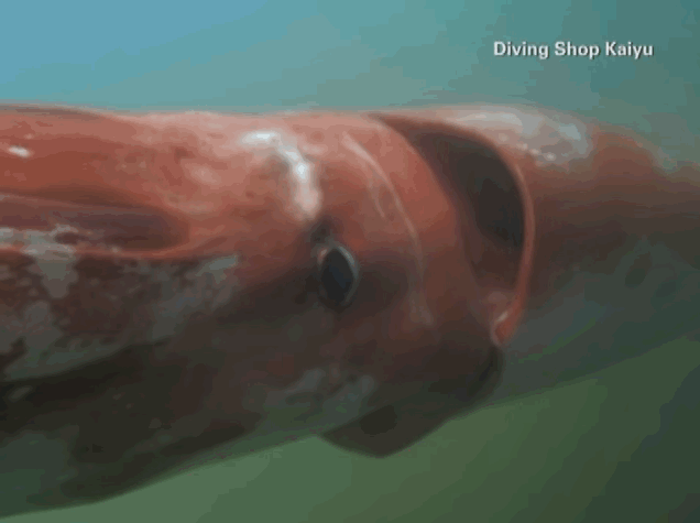 giant architeuthis squid