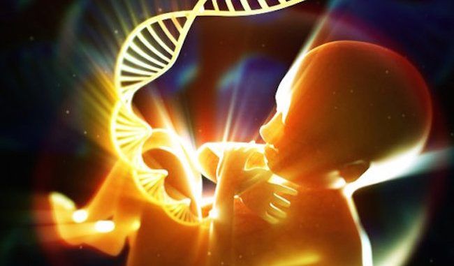 Monsanto chemicals found to destroy human embryo cells