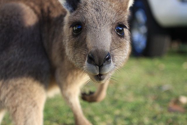 Australian teen planned to load kangaroo with explosives, foiled ISIS plot reveals