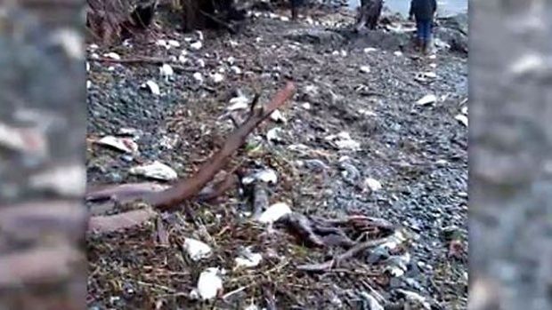 8000 dead birds are found washed ashore on the California coastline