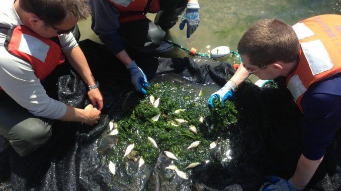 Fish Test Positive For Anti-depressants & Cocaine In Puget Sound