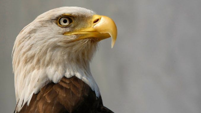 13 bald eagles found dead