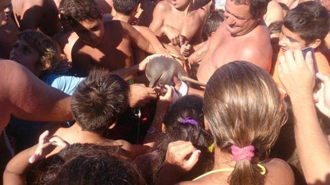 Outrage As Dolphin Dies After Beachgoers Pass It Around For Photos