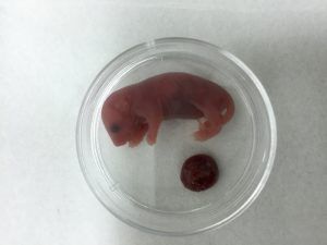 mouse sperm pup