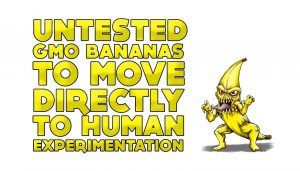 GMO banana