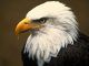 Once considered on the brink of extinction, bald eagles have recovered well enough to be removed from the endangered species list, although they are still protected by laws dating back to 1918.