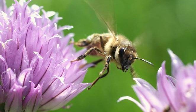 Up To 57 Different Pesticides Are Poisoning Honeybees In Europe