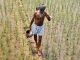 India blocks GMO seed trials to protect health of citizens and enviornment