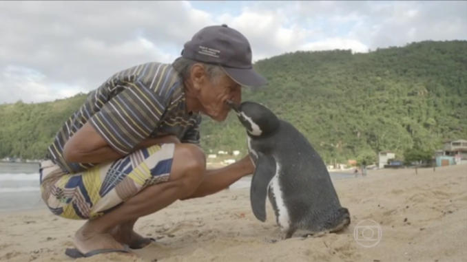 Penguin Swims 5,000 Miles Each Year To Visit Man Who Saved His Life