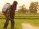 Pesticides linked to mental disorders that can persist for three generations