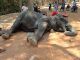 Tragic: elephant dies from exhaustion after being forced to carry tourists for 15 years
